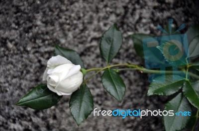 White Rose Stock Photo