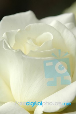 White Rose Stock Photo