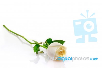 White Rose Stock Photo