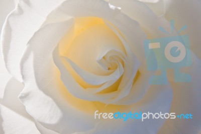 White Rose Stock Photo