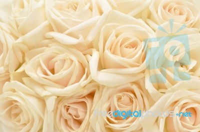 White Rose Background Stock Photo