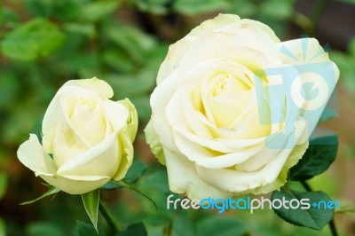 White Rose Close Up Stock Photo