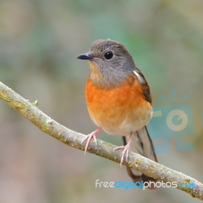 White-rumped Shama Bird Stock Photo