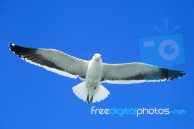 White Seagull Flying Stock Photo