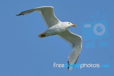 White Seagull In Flight Stock Photo