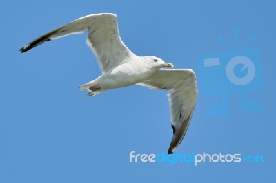 White Seagull In Flight Stock Photo