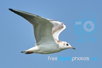 White Seagull In Flight Stock Photo