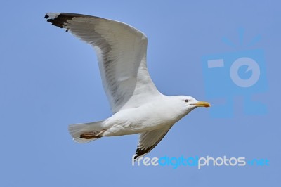 White Seagull In Flight Stock Photo