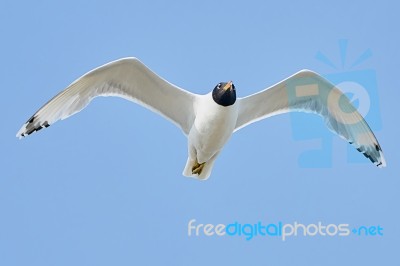 White Seagull In Flight Stock Photo