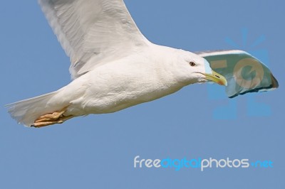 White Seagull In Flight Stock Photo