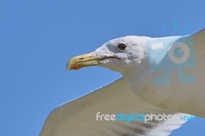 White Seagull In Flight Stock Photo