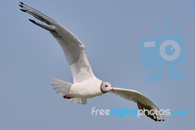 White Seagull In Flight Stock Photo