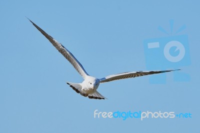 White Seagull In Flight Stock Photo