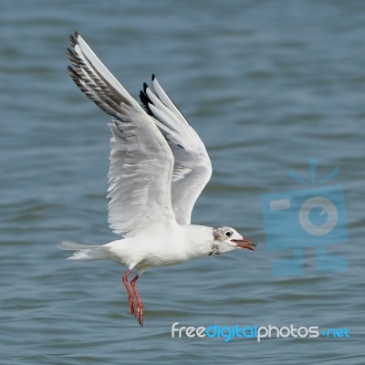 White Seagull With Fish Stock Photo