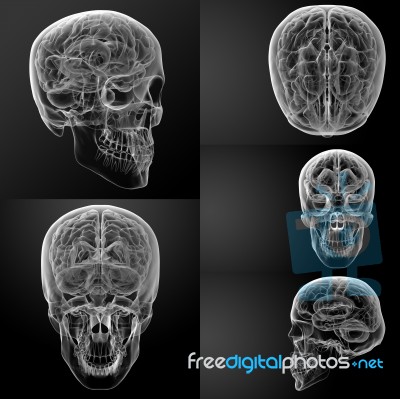 White Skull Stock Image