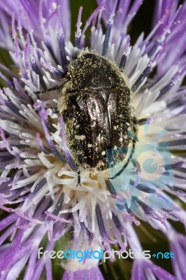 White Spotted Beetle Stock Photo