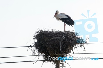 White Stork Bird Stock Photo