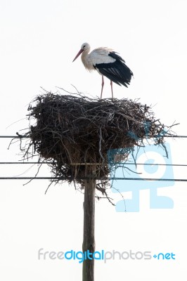 White Stork Bird Stock Photo