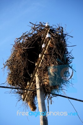 White Stork Nest Stock Photo