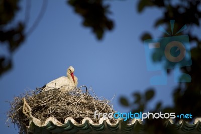 White Stork On A Nest Stock Photo