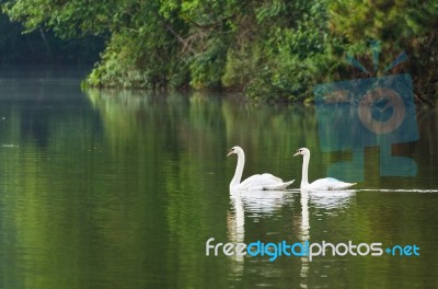 White Swan And Its Mate Are Swimming In The Lake Stock Photo