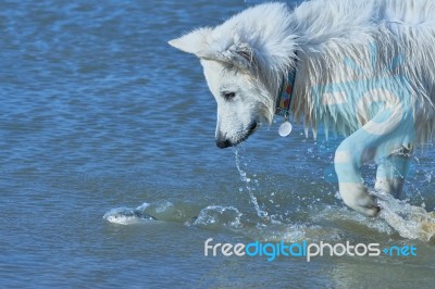 White Swiss Shepherd Hunts Fish Stock Photo