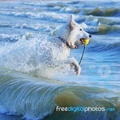 White Swiss Shepherd Runs Through Foaming Waves Stock Photo