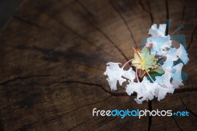 White  Tabebuia Rosea Blossom On Wood Background Stock Photo