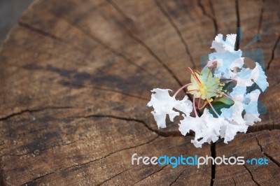 White  Tabebuia Rosea Blossom On Wood Background Stock Photo