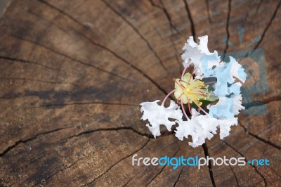 White  Tabebuia Rosea Blossom On Wood Background Stock Photo