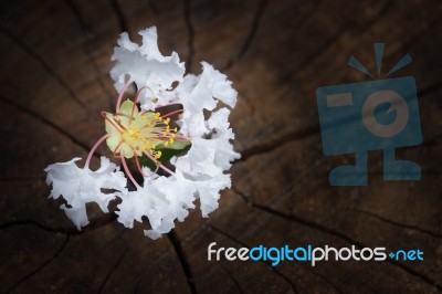 White  Tabebuia Rosea Blossom On Wood Background Stock Photo