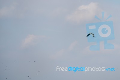 White-tailed Eagle (haliaeetus Albicilla) In The Danube Delta Stock Photo