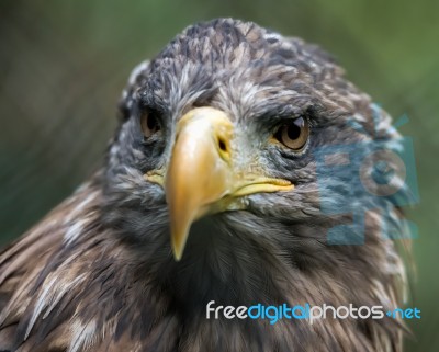 White-tailed Sea Eagle (haliaeetus Albicilla) Stock Photo