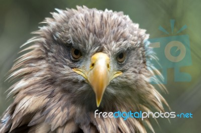 White-tailed Sea Eagle (haliaeetus Albicilla) Stock Photo