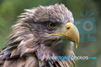 White-tailed Sea Eagle (haliaeetus Albicilla) Stock Photo