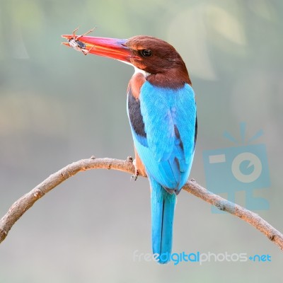 White-throated Kingfisher Stock Photo