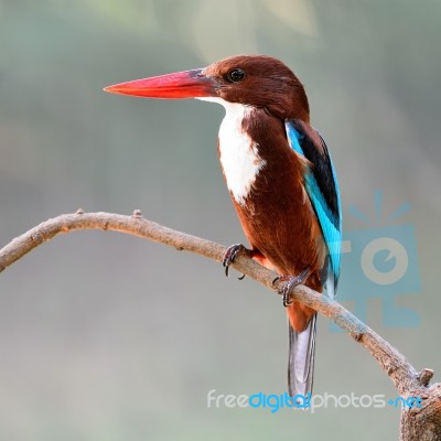 White-throated Kingfisher Stock Photo