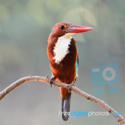 White-throated Kingfisher Stock Photo