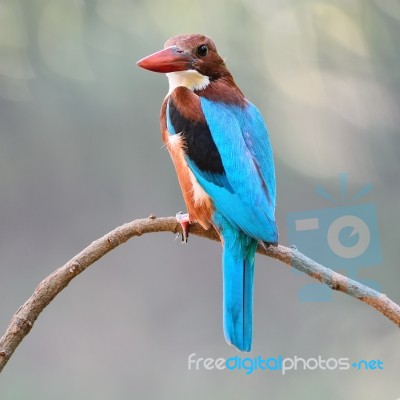 White-throated Kingfisher Stock Photo