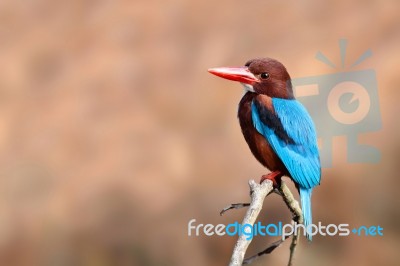 White-throated Kingfisher Stock Photo