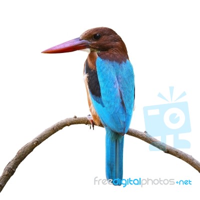 White-throated Kingfisher Isolated Stock Photo