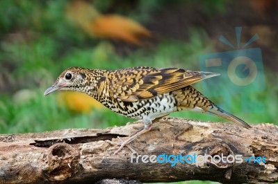 White Thrush Stock Photo