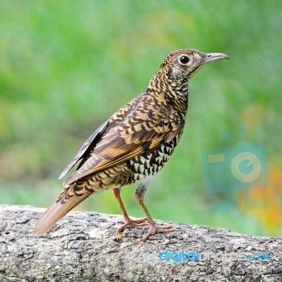 White Thrush Stock Photo