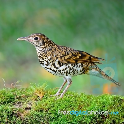 White Thrush Stock Photo