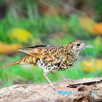 White Thrush Stock Photo