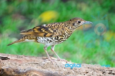 White Thrush Stock Photo