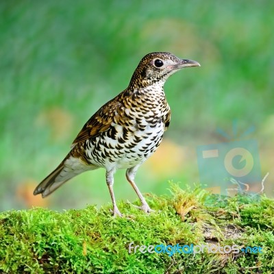 White Thrush Stock Photo