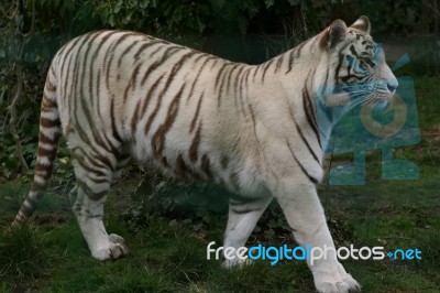 White Tiger Stock Photo