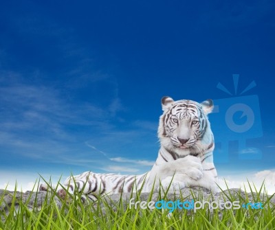 White Tiger Stock Photo