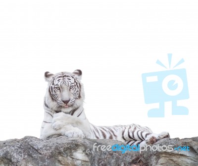 White Tiger Stock Photo